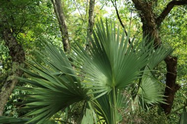 Palmiye ağaçları Sochi, Rusya Federasyonu. Seçilen odak.