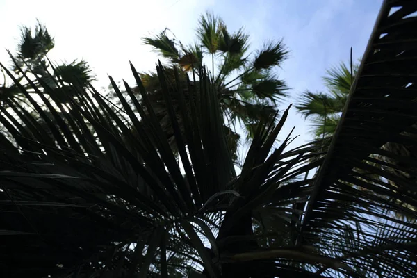 Palm Trees Sochi Russian Federation Selected Focus — Stock Photo, Image