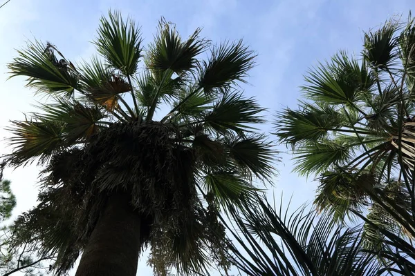 Palm Trees Sochi Russian Federation Selected Focus — Stock Photo, Image