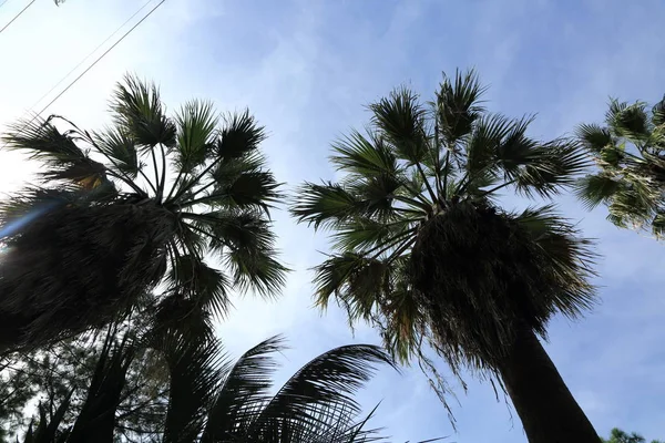 Palm Trees Sochi Russian Federation Selected Focus — Stock Photo, Image