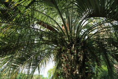 Palmiye ağaçları Sochi, Rusya Federasyonu. Seçilen odak.