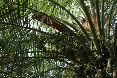 Palmiye ağaçları Sochi, Rusya Federasyonu. Seçilen odak.