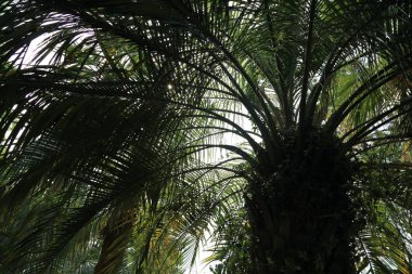 Palmiye ağaçları Sochi, Rusya Federasyonu. Seçilen odak.