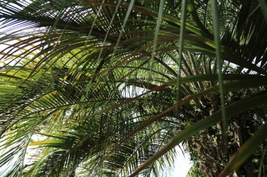 Palmiye ağaçları Sochi, Rusya Federasyonu. Seçilen odak.