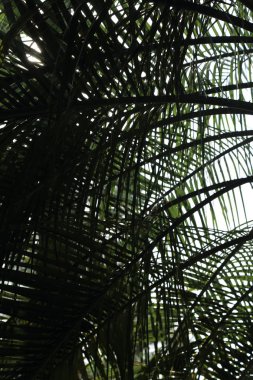 Palmiye ağaçları Sochi, Rusya Federasyonu. Seçilen odak.