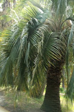 Palmiye ağaçları Sochi, Rusya Federasyonu. Seçilen odak.