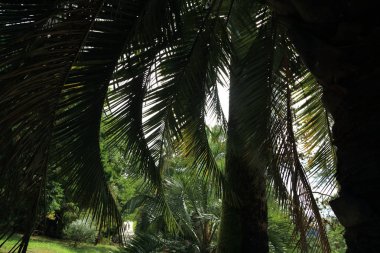 Palmiye ağaçları Sochi, Rusya Federasyonu. Seçilen odak.