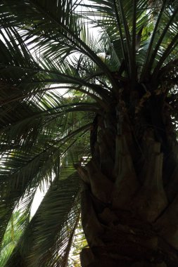 Palmiye ağaçları Sochi, Rusya Federasyonu. Seçilen odak.