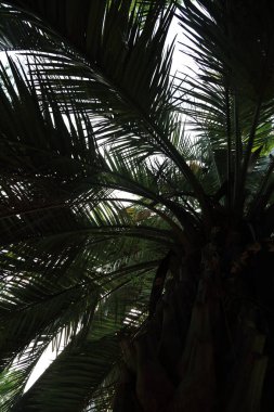 Palmiye ağaçları Sochi, Rusya Federasyonu. Seçilen odak.