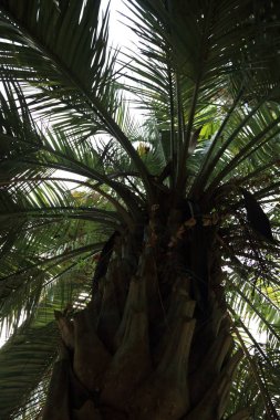 Palmiye ağaçları Sochi, Rusya Federasyonu. Seçilen odak.
