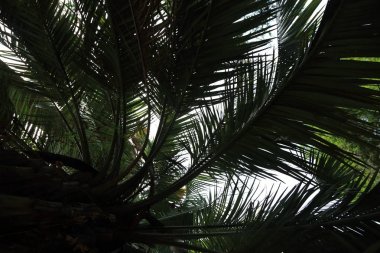 Palmiye ağaçları Sochi, Rusya Federasyonu. Seçilen odak.