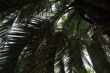 Palmiye ağaçları Sochi, Rusya Federasyonu. Seçilen odak.