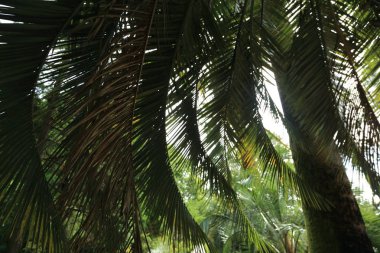 Palmiye ağaçları Sochi, Rusya Federasyonu. Seçilen odak.