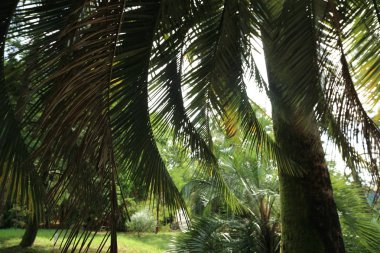 Palmiye ağaçları Sochi, Rusya Federasyonu. Seçilen odak.