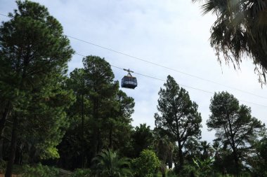 Palmiye ağaçları Sochi, Rusya Federasyonu. Seçilen odak.