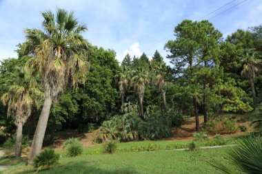 Palmiye ağaçları Sochi, Rusya Federasyonu. Seçilen odak.