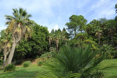 Palmiye ağaçları Sochi, Rusya Federasyonu. Seçilen odak.
