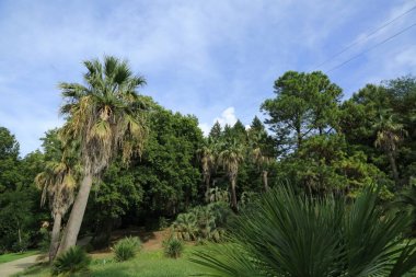 Palmiye ağaçları Sochi, Rusya Federasyonu. Seçilen odak.