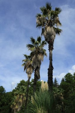Palmiye ağaçları Sochi, Rusya Federasyonu. Seçilen odak.
