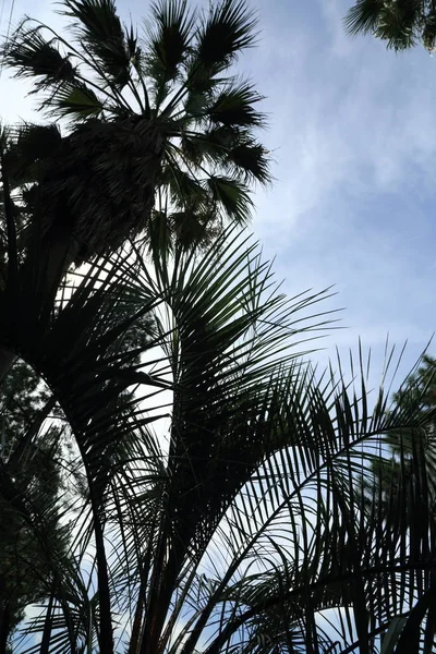 Palm Trees Sochi Russian Federation Selected Focus — Stock Photo, Image