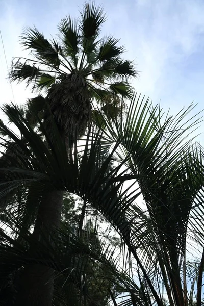 Palm Trees Sochi Russian Federation Selected Focus — Stock Photo, Image