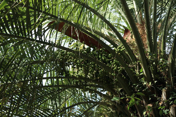 Palm trees in Sochi,Russian Federation. Selected Focus.