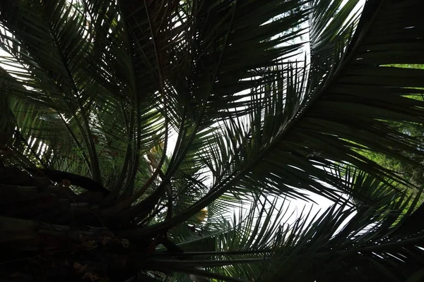 Palmiye ağaçları Sochi, Rusya Federasyonu. Seçilen odak.