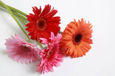 Çiçeği güzel ve ihale gerbera çiçek