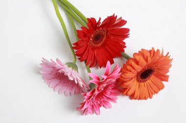 Çiçeği güzel ve ihale gerbera çiçek