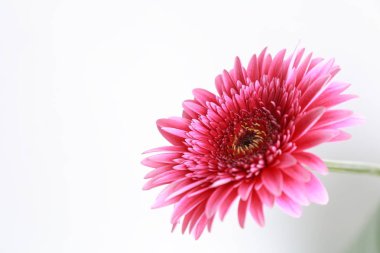 Çiçeği güzel ve ihale gerbera çiçek