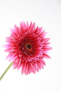 Çiçeği güzel ve ihale gerbera çiçek