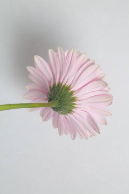 Çiçeği güzel ve ihale gerbera çiçek