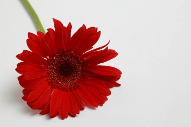 Çiçeği güzel ve ihale gerbera çiçek