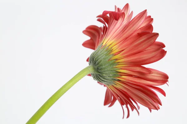 Vacker Och Tender Blossom Gerbera Blomma — Stockfoto