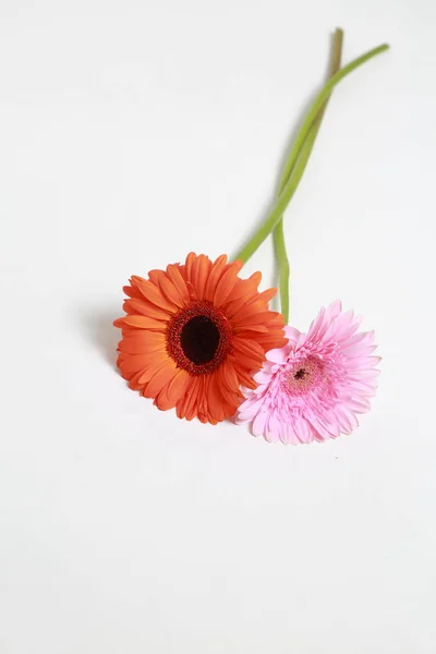 Piękny Delikatny Kwiat Gerbera Kwiat — Zdjęcie stockowe