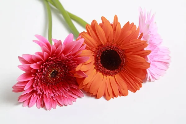 Mooie Tere Bloesem Gerbera Bloem — Stockfoto