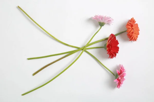 Vacker Och Tender Blossom Gerbera Blomma — Stockfoto