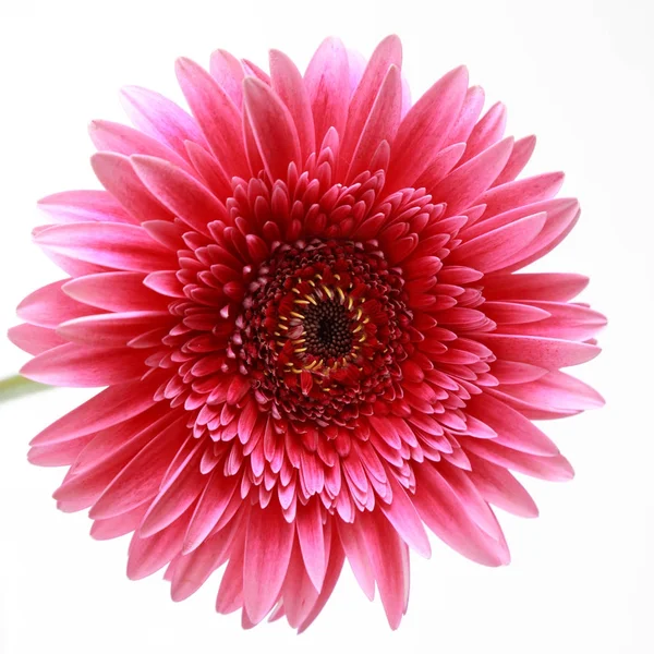 Çiçeği Güzel Ihale Gerbera Çiçek — Stok fotoğraf