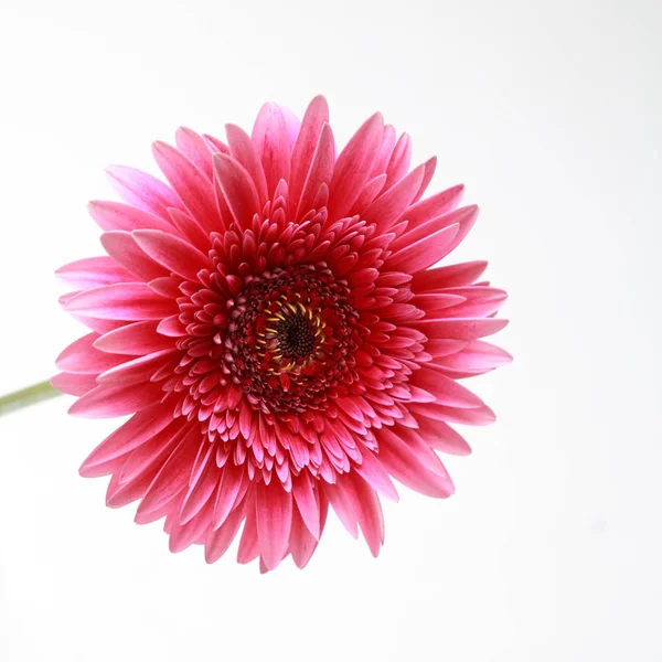 Flor Bonita Tenra Flor Gerbera — Fotografia de Stock