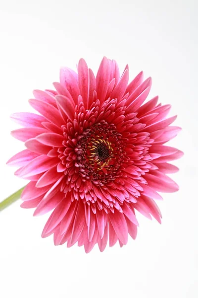 Krásný Něžný Květ Květ Gerbery — Stock fotografie