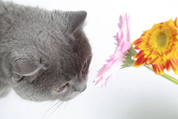 Gerbera Świeżych Kwiatów Śmieszne Kot — Zdjęcie stockowe