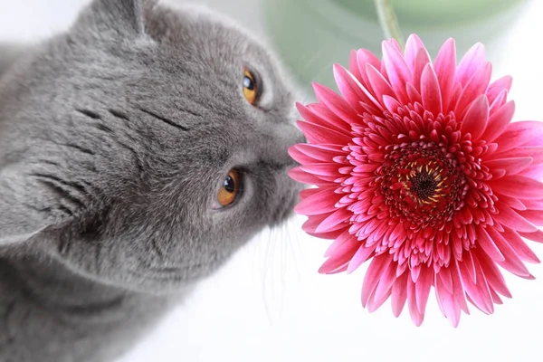 Gerbera Świeżych Kwiatów Śmieszne Kot — Zdjęcie stockowe