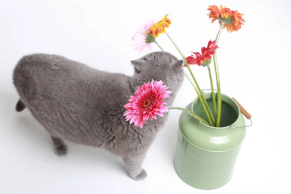 Frische Gerbera Blume Und Eine Lustige Katze — Stockfoto