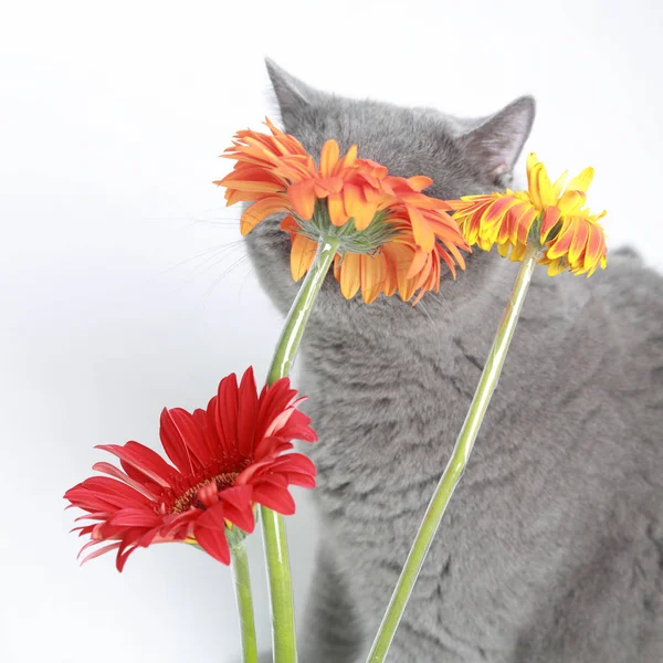 Fresh gerbera flower and a funny cat