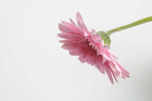 Mooie Tere Bloesem Gerbera Bloem — Stockfoto