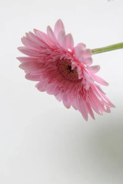 Mooie Tere Bloesem Gerbera Bloem — Stockfoto