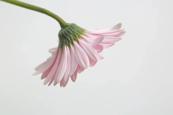 Schöne Und Zarte Blüte Gerbera Blume — Stockfoto