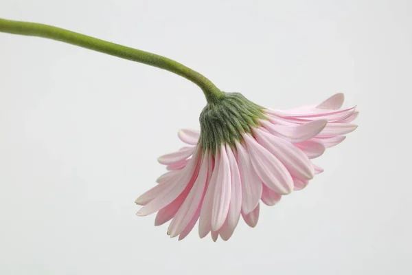 Szép Pályázat Virág Gerbera Virág — Stock Fotó