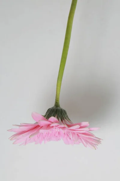 美しく 優しい花ガーベラの花 — ストック写真