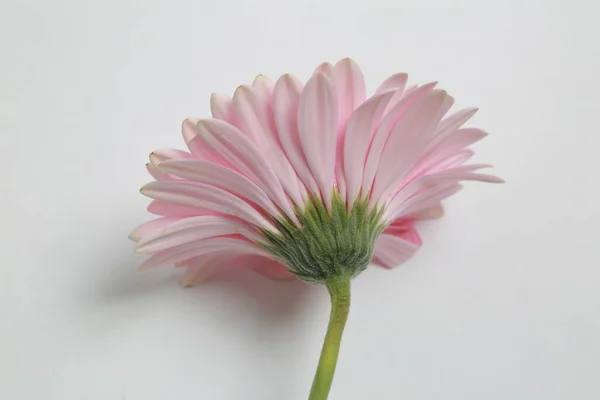 Schöne Und Zarte Blüte Gerbera Blume — Stockfoto